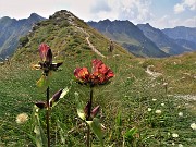 63 Gentiana purpurea (Genziana porporina) ancora in buona fioritura